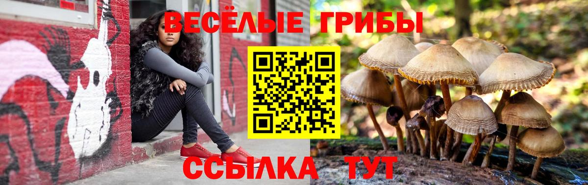 Псилоцибиновые грибы Cubensis Отрадный